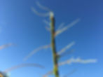 Willow Cuttings