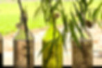 Willow Trees