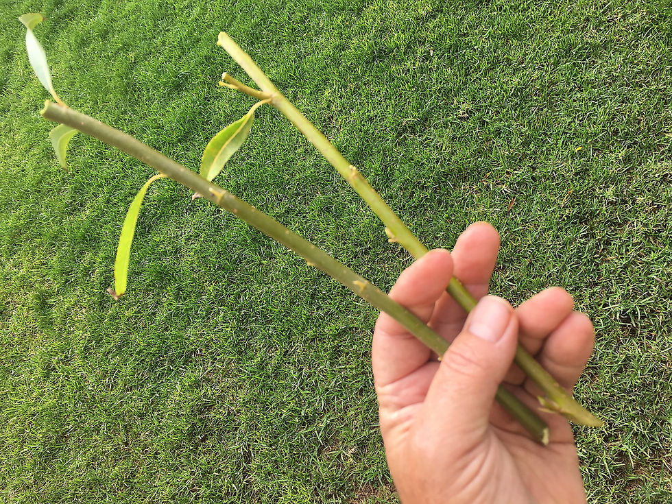 Thumbnail: Weeping Willow Tree  (Salix Babylonica)