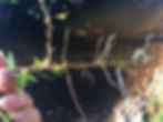 Willow Cutting-007