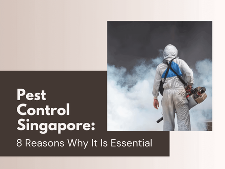 Pest Control Singapore: 8 Reasons Why It Is Essential
