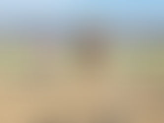 Beginner Riding Lessons