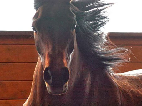 Miss Weatherby Arabian Lesson Horse
