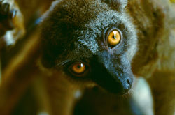 BROWN LEMUR (Eulemur fulvus)