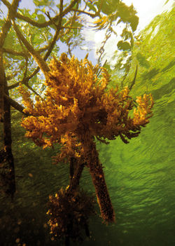 TREE SOFT CORAL