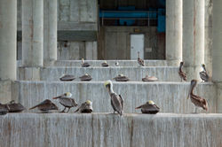 THE PARLIAMENT OF PELICANS