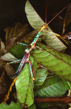 PHASMATIDAE (Achrioptera punctipes punctipes)