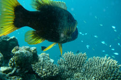 ORANGE SPOTTED EMPEROR (Lethrinus erythracanthus)