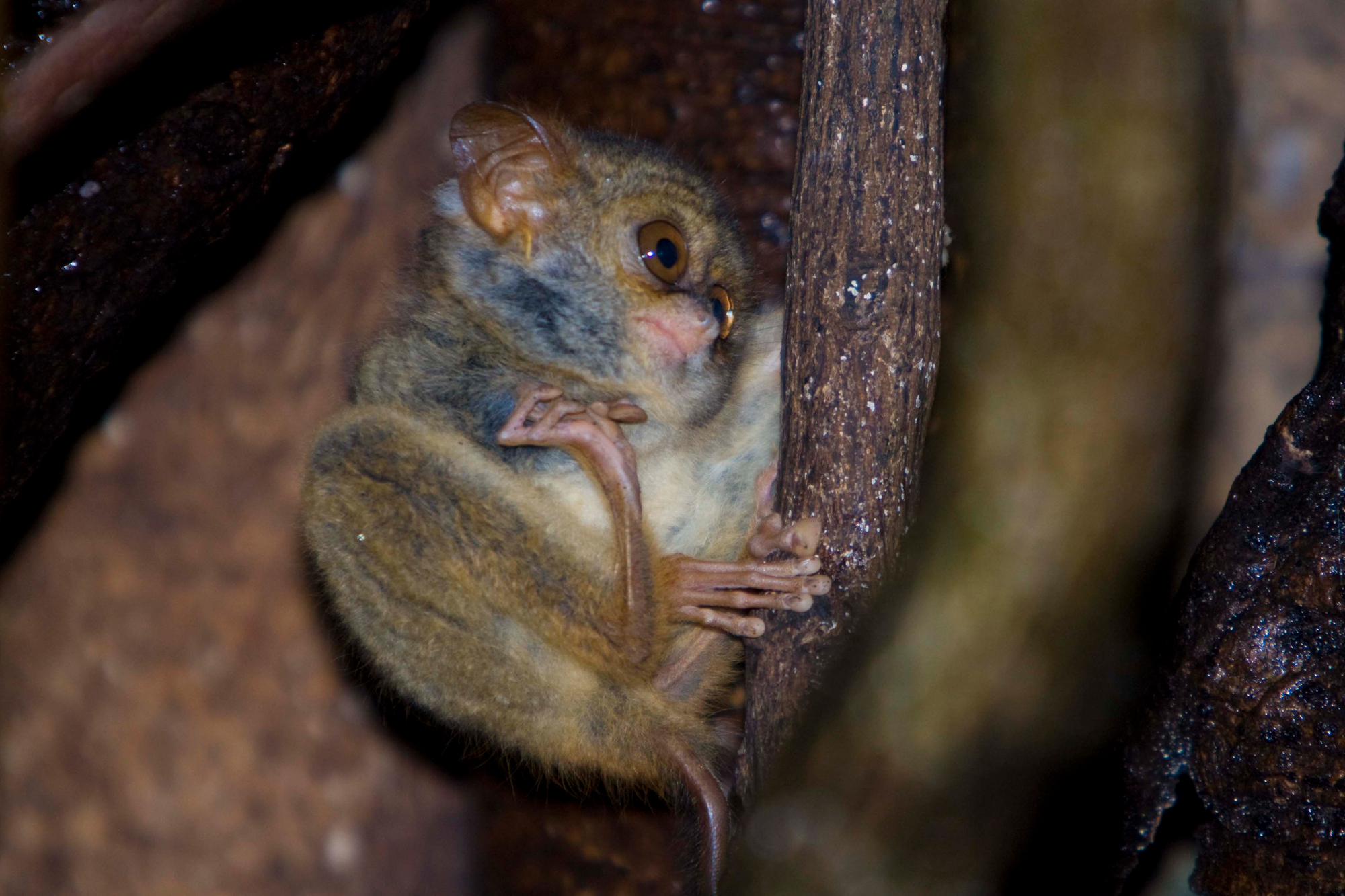 TARSIER (Tarsies spectrum)