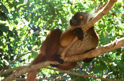 FEMALE BLACK LEMUR (Eulemur macaco)