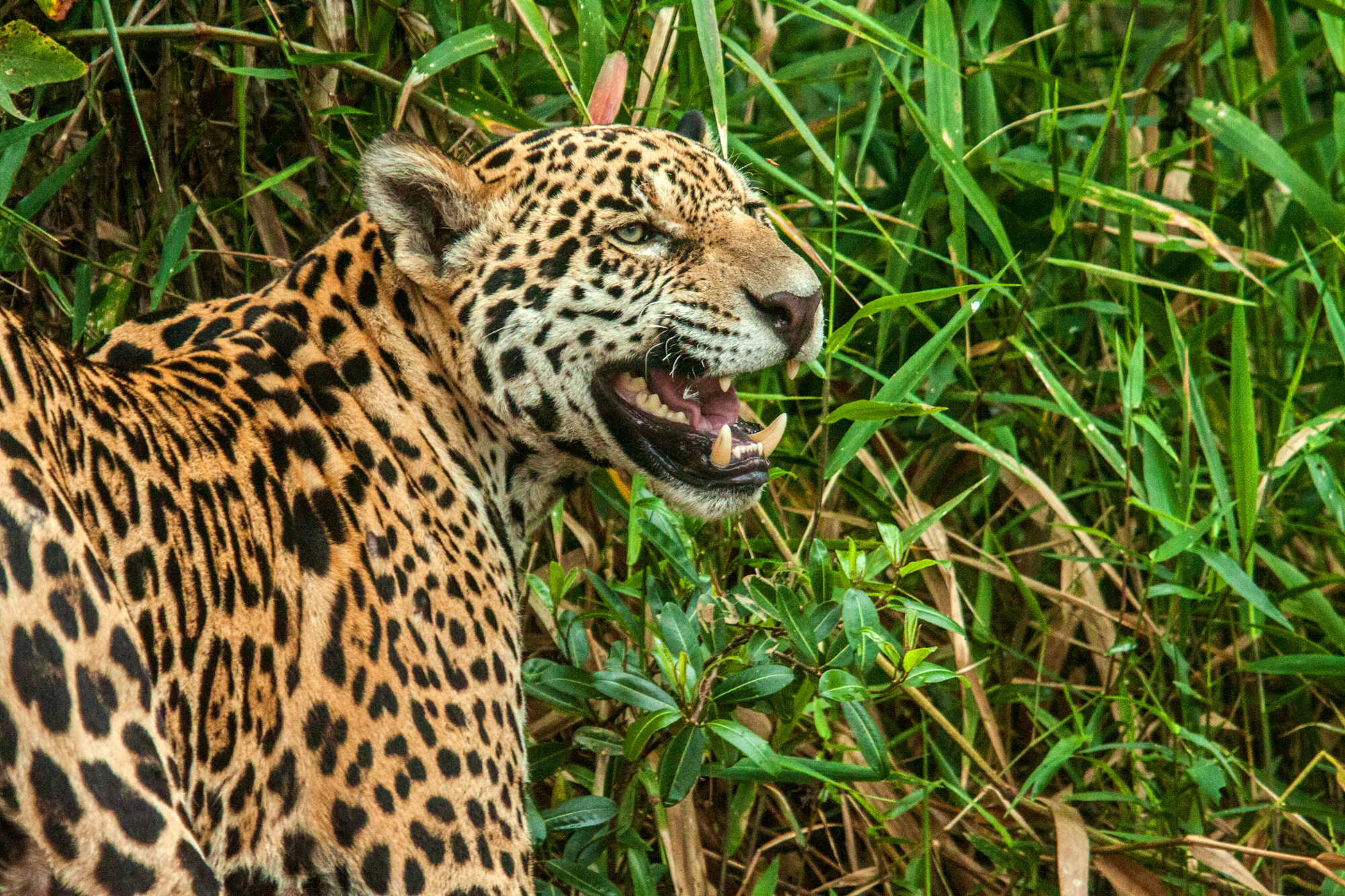 SHOWING THE TEETH (P. onca)