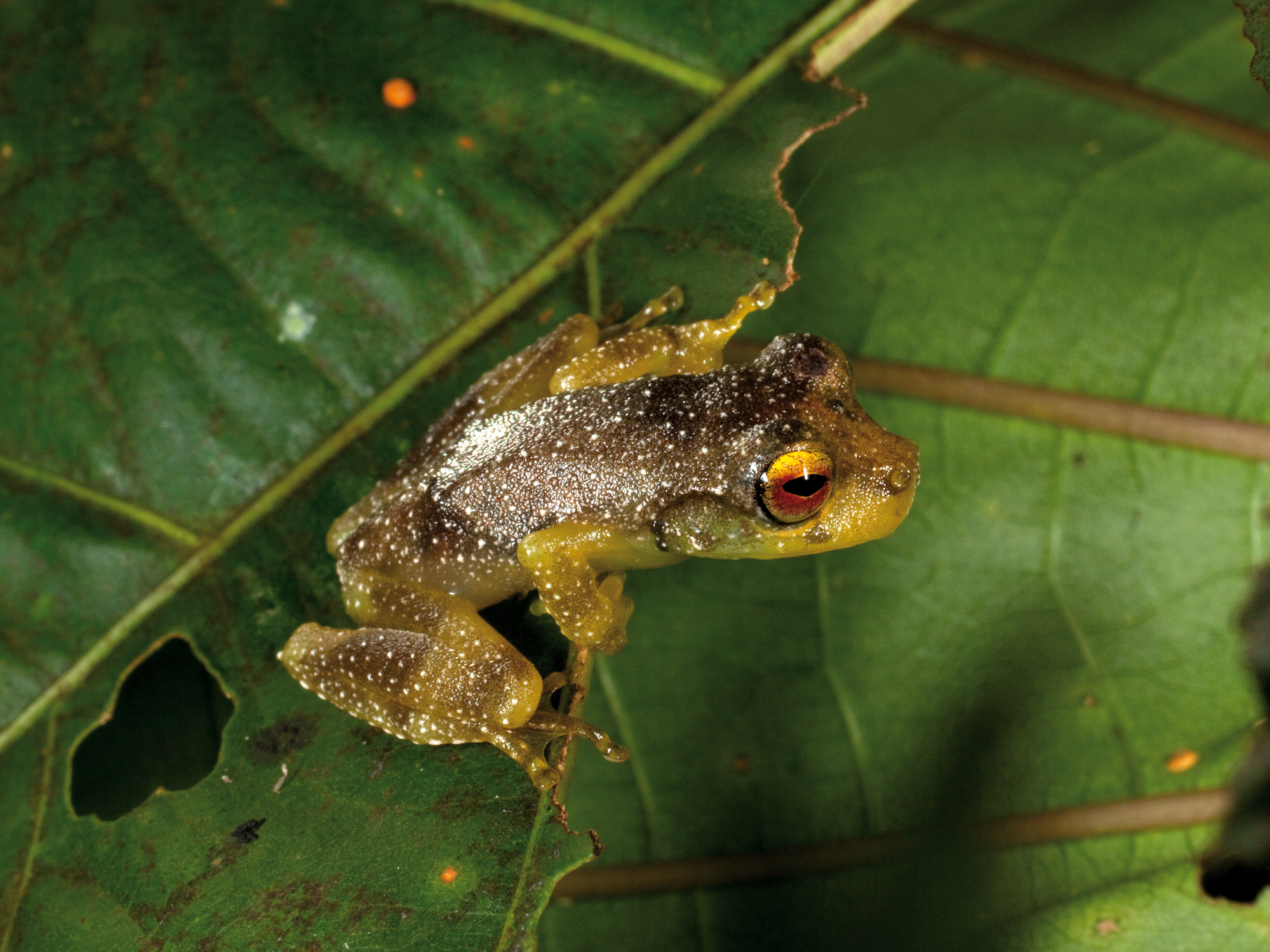 FRINGED TREE FROG (Litoria eucnemis)