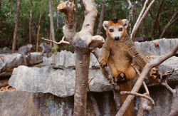 MALE CROWN LEMUR (Eulemur coronatus)