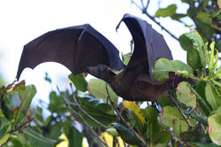INDIAN FLYING FOX (Petropus giganteus ariel)