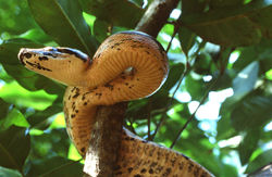 MADAGASCAR BOA (Acrantophis madagascariensis)