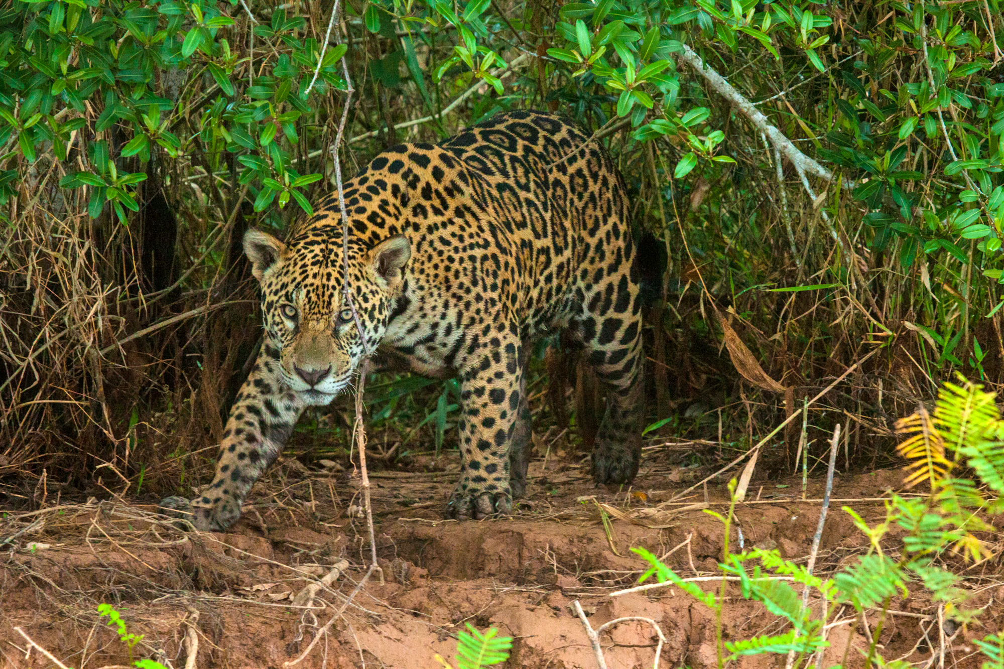APPROACHING HUNTER (Panthera onca)