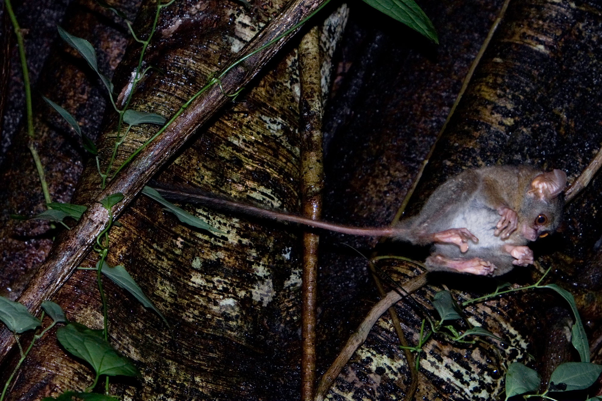JUMPING TARSIER (Tarsies spectrum)