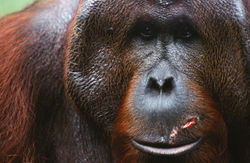 PORTRAIT (Pongo pygmaeus)