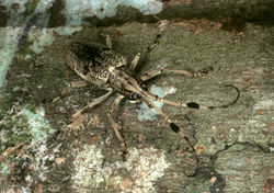 SNOUT BEETLE_