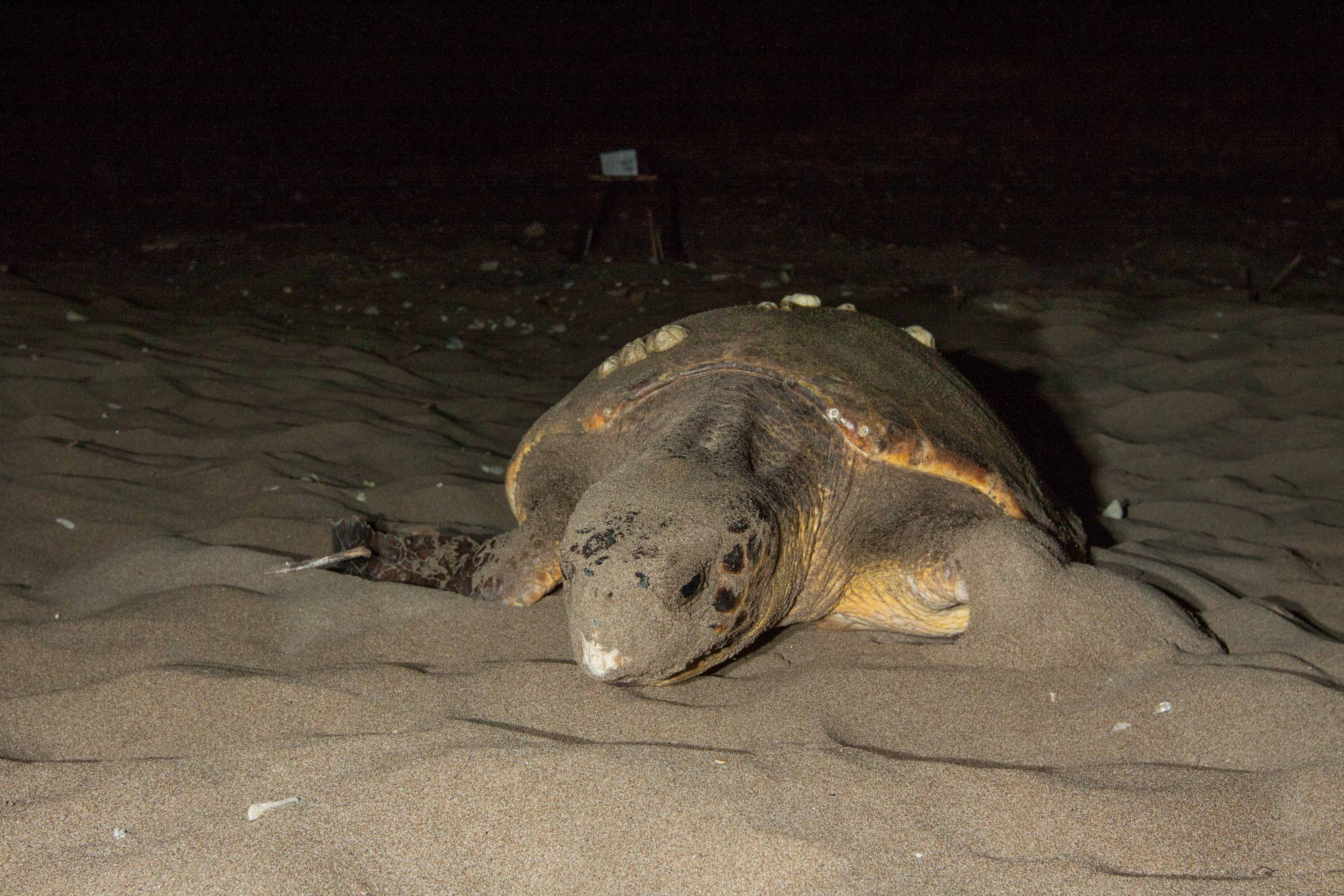LOGGERHEAD (Caretta caretta) CRAWLING ON SAND
