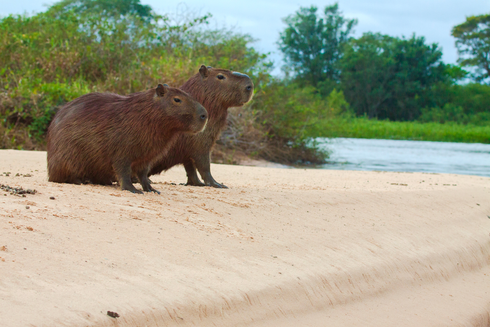 CAPYBARA (Hydrochoerus hydrochaeris)