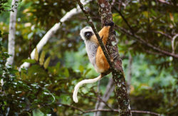 DIADEMED SIFAKA (Propithecus diadema)