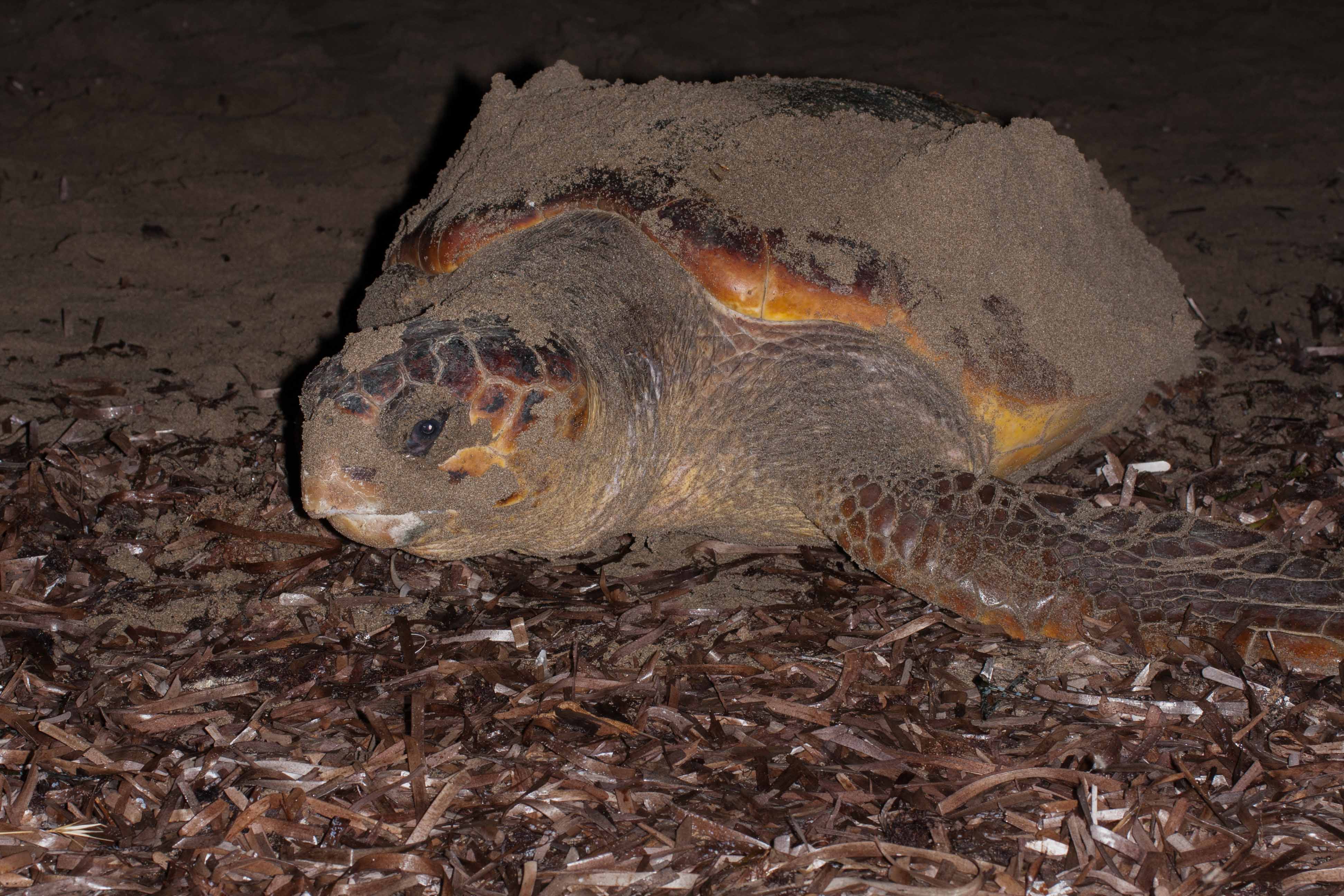 NESTING LOGGERHEAD (Caretta caretta)