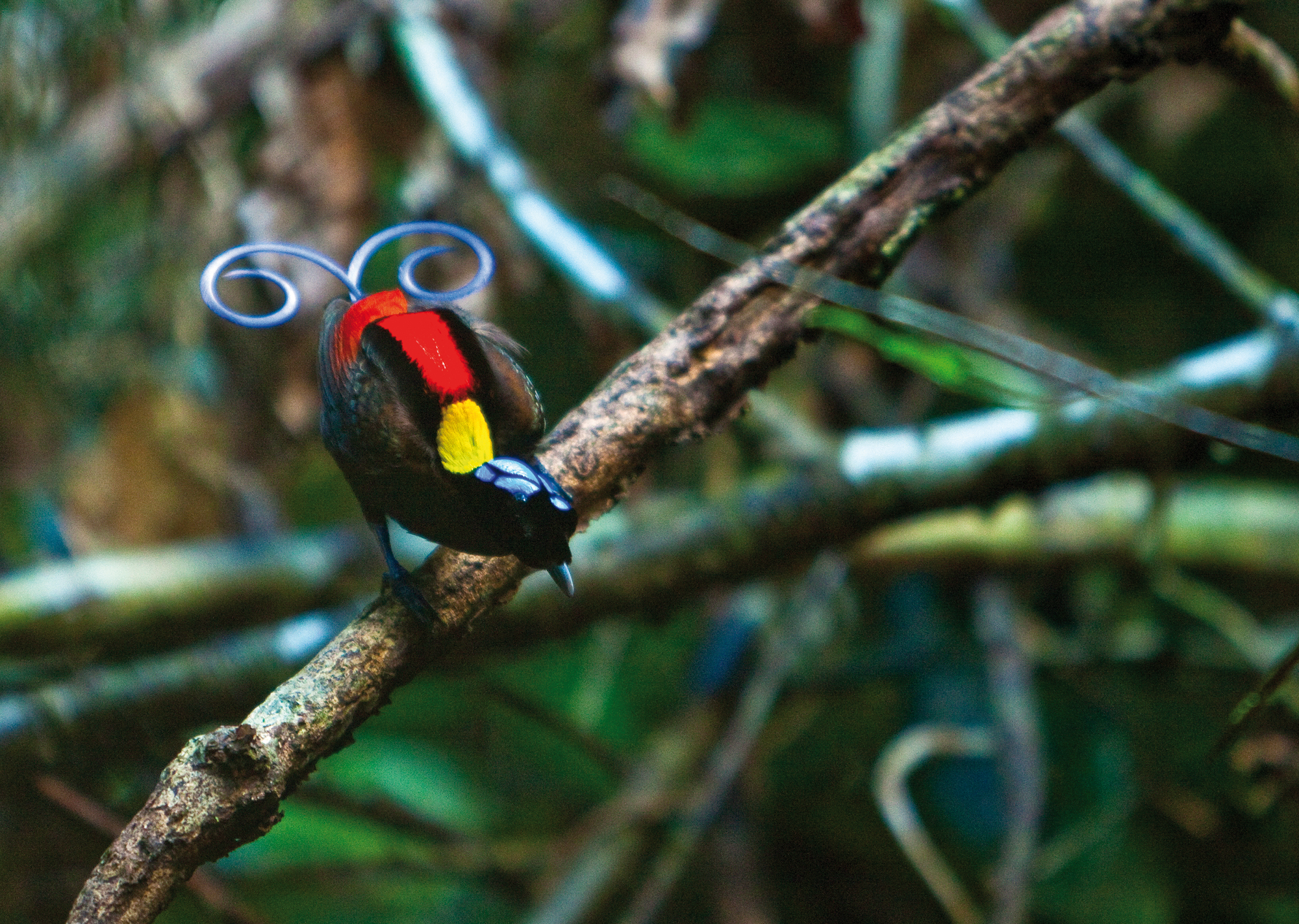 MALE_WILSON´S_PARADISE_BIRD_(Cicinnurus_respublica)