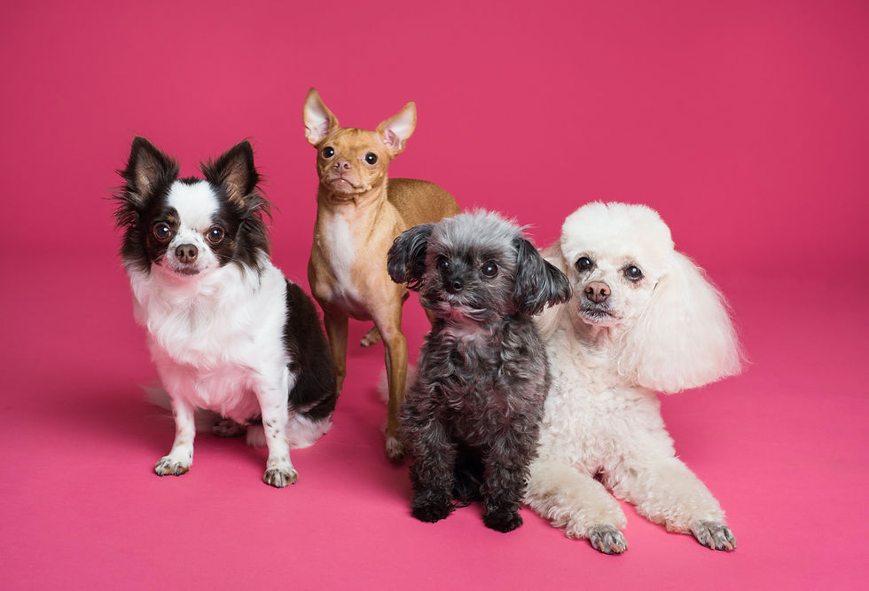 four dogs with a hot pink back drop