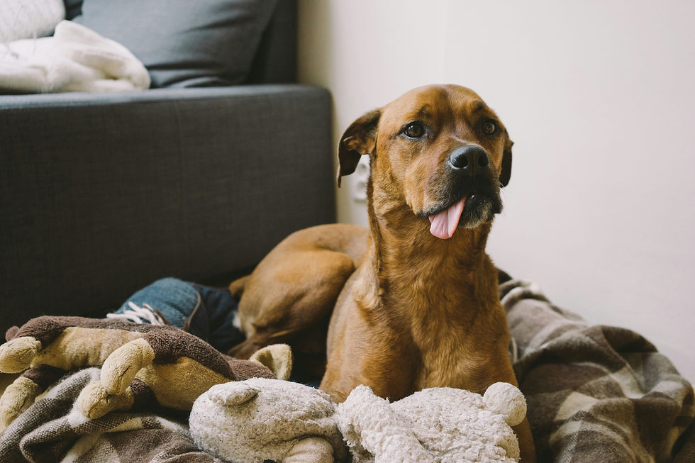 dog laying on floor with blankets with tongue out