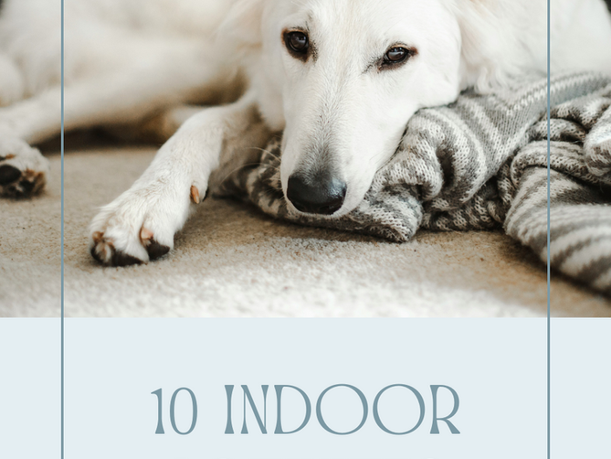 10 Fun Indoor Activities to Keep Your Dog Entertained on Rainy Days