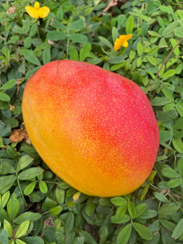 Zill-80 | Tropical Acres Farms