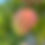 Thumbnail: Kurashige