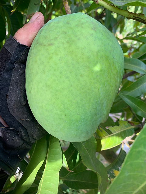 Zill P-22 | Tropical Acres Farms