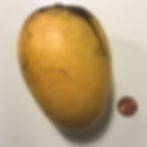 Thumbnail: USDA Himsagar