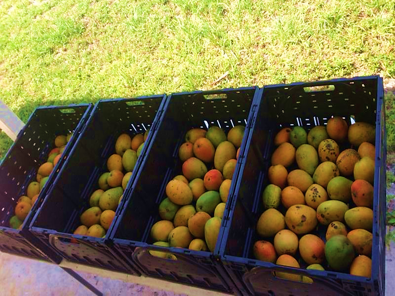 Tropical Acres Farms Fruit, Trees, Scions of Mangos, Avocados