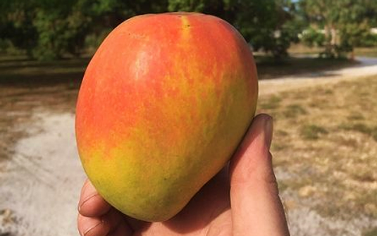 Wallpaper Mangos Tropical Acres Farms For Android