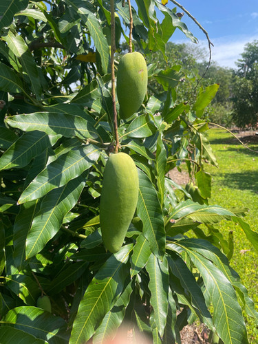 aiai超希少良苗イチジク苗木Crema di Mango aiai様専用超希少良苗イチジク苗木Crema di Mango イチジク苗 超希少