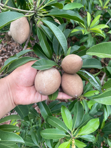 フィカス ウンベラータ147cm８号 S-shaped tree form フィカス・ウンベラータ 8号 S-shaped tree form フィカス