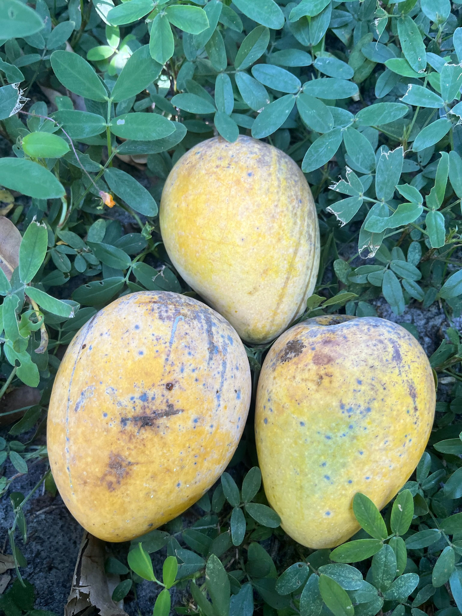 Wester (Edward x Earle #15)