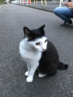 ほっかむり７