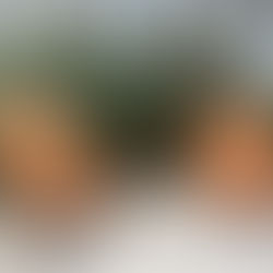 Un duo de Fauteuils Adirondack Verneuil, en muiracatiara, à Lacanau Océan, sous les pins.