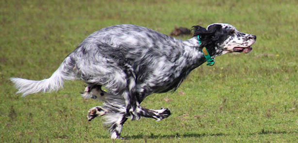Fast Cat.jpg