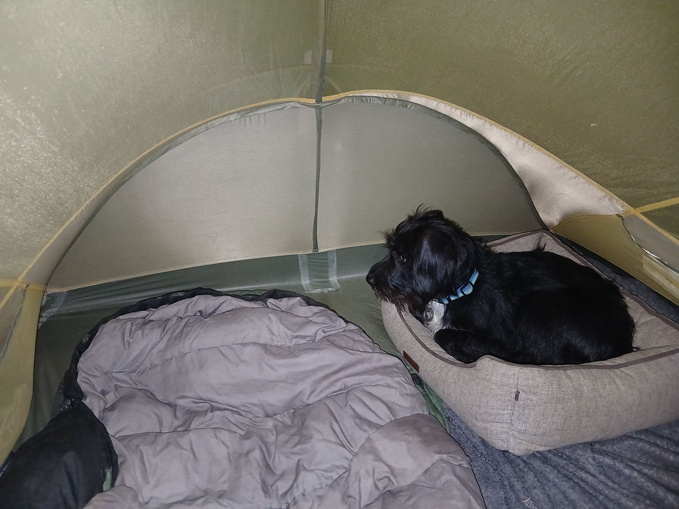 camping with dog