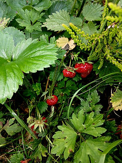 20250628_125702.jpg