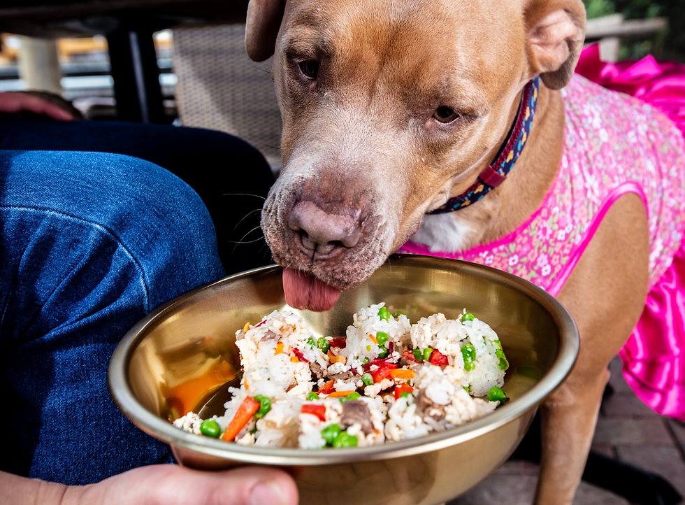 Pet-Friendly Restaurants Miami: Luxe Dining With Pups