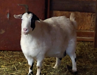 Ahart Acres Crystal; White with black Myotonic Doe