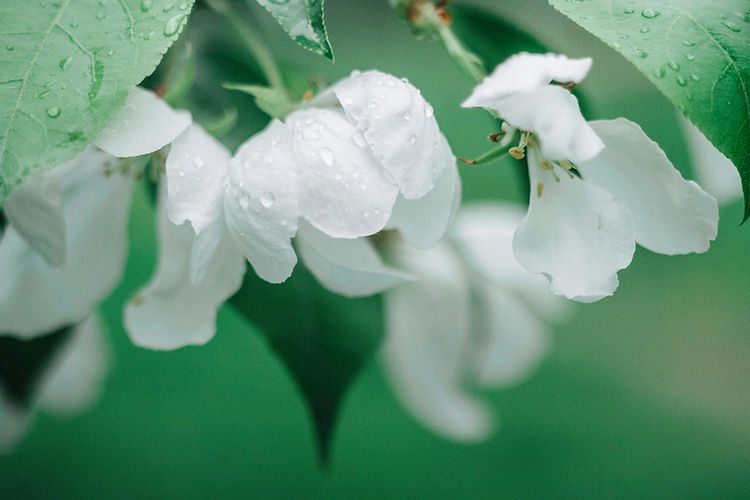 Harmonie florale