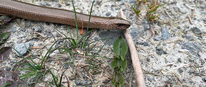Slow worm in Kinlochard