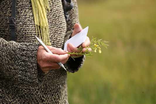 Participant Taking Notes on Plant Species